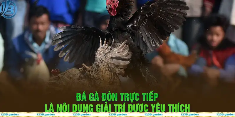 Đá gà đòn trực tiếp là nội dung giải trí được yêu thích