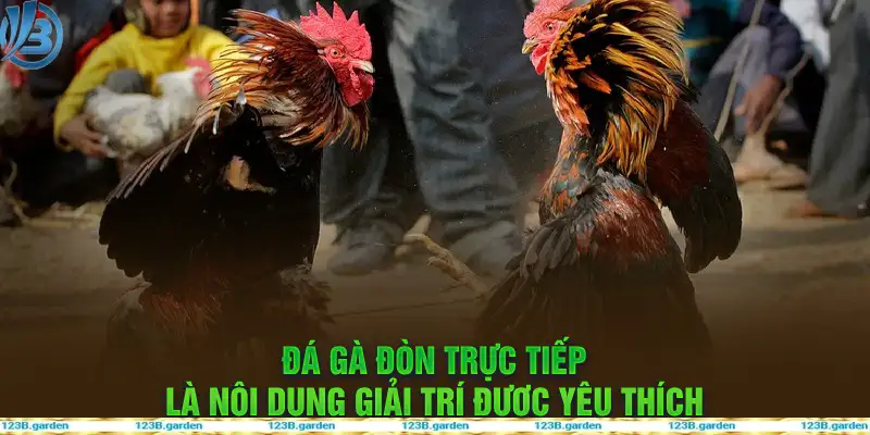 Giống gà đòn thường không có cựa dài