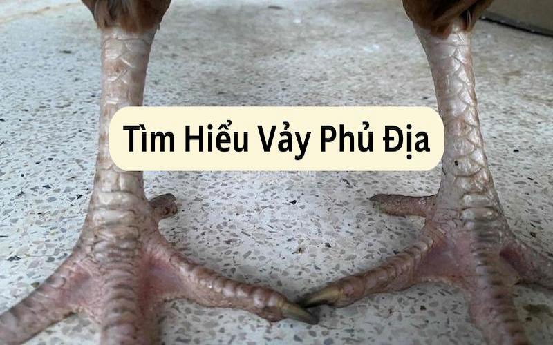 Vảy Phủ Địa báo hiệu một chú gà có kỹ năng tốt và tính hiếu chiến cao