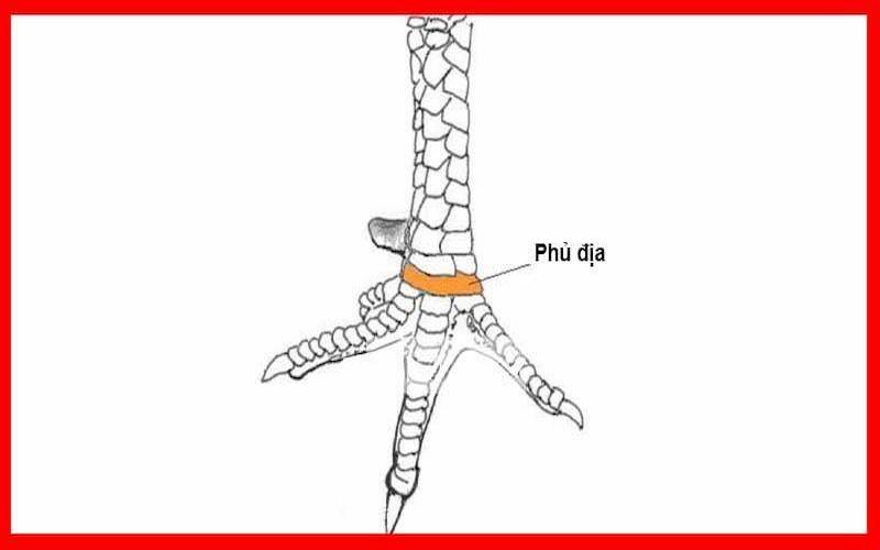 Vảy Phủ Địa báo hiệu một chú gà có kỹ năng tốt và tính hiếu chiến cao