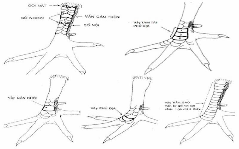 Gà có vảy tứ quý Phủ Địa cực hiếm